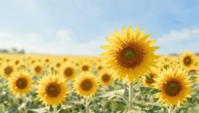 بیدار شو زیبا! 🌻